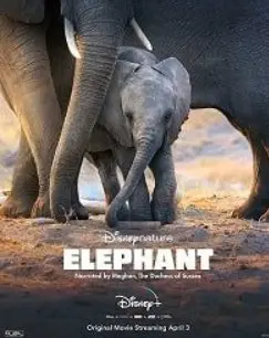 Слон (2020) смотреть онлайн